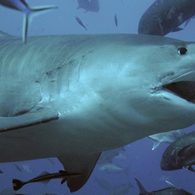 A tiger shark scarred from fishing equipment